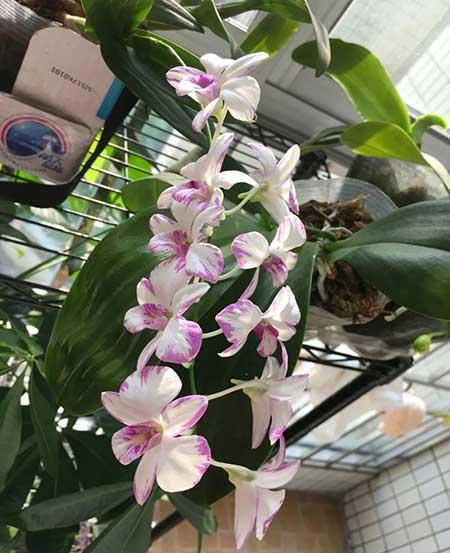 石斛花卉怎么养护