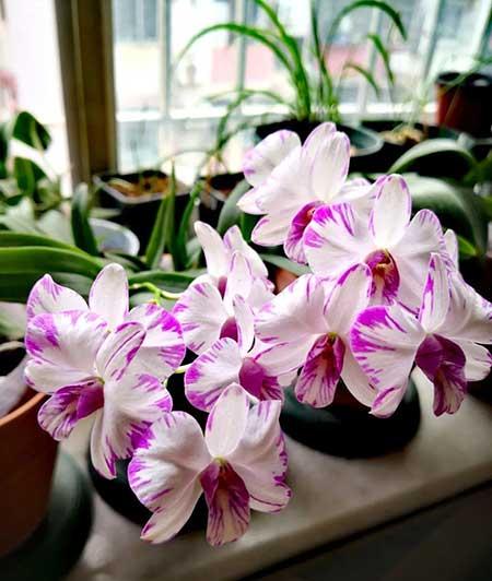 石斛花卉怎么养护