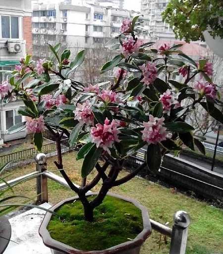 什么花最香最好养