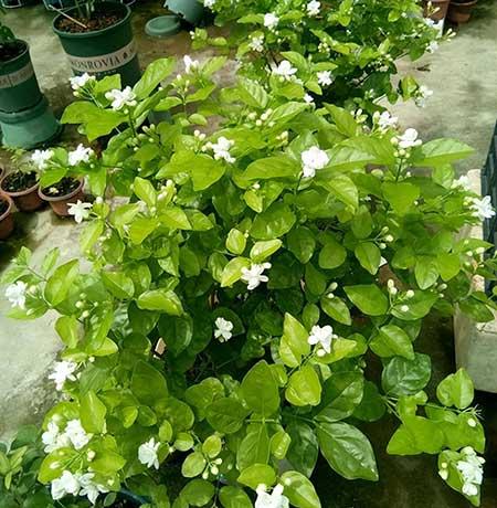 什么花最香最好养