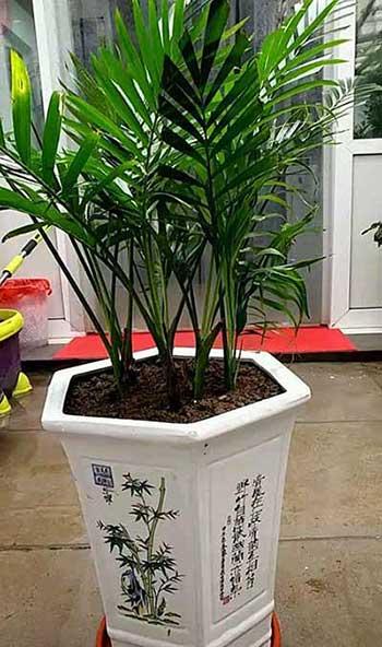 散尾葵绿植怎么养