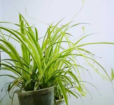 绿植养什么好
