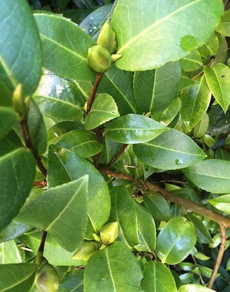 绿植盆栽的养殖方法