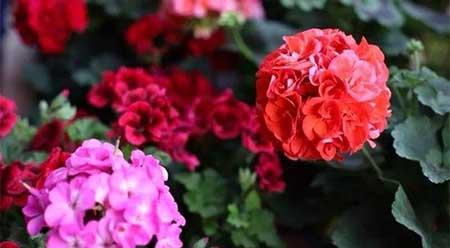 花卉养护总结