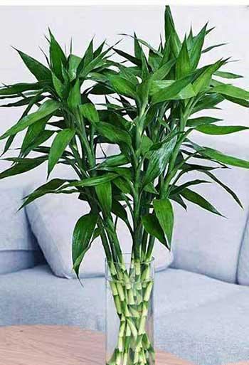 富贵竹绿植的养殖方法