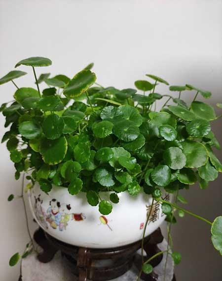 属狗养什么花最好