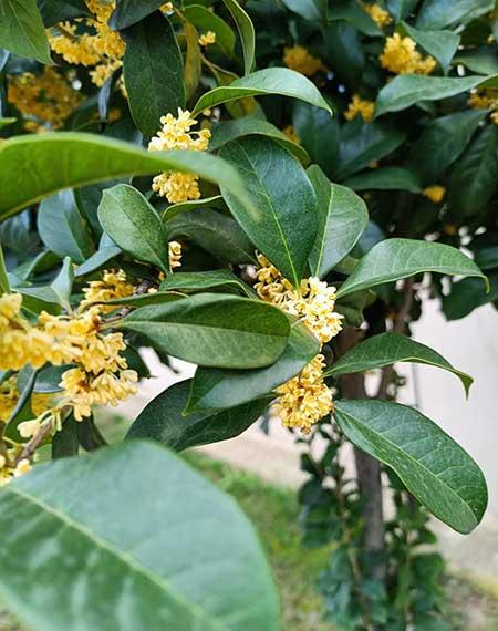 家里适合养桂花盆栽吗