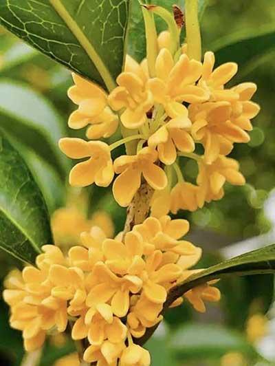 家里适合养桂花盆栽吗