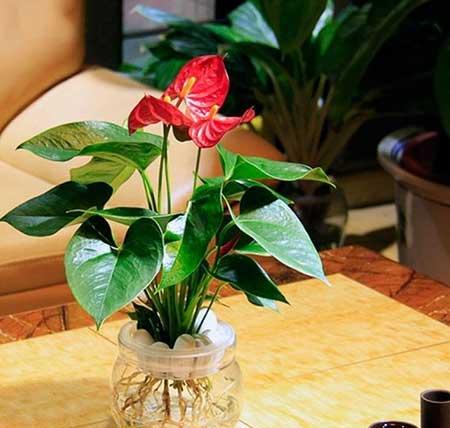 能在水里养的花