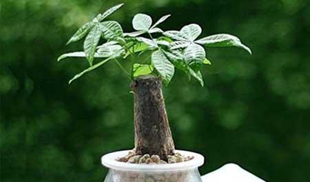 能在水里养的花