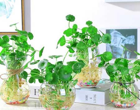 能在水里养的花