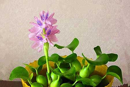 能在水里养的花