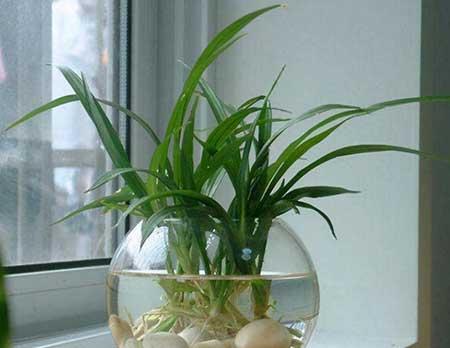 能在水里养的花