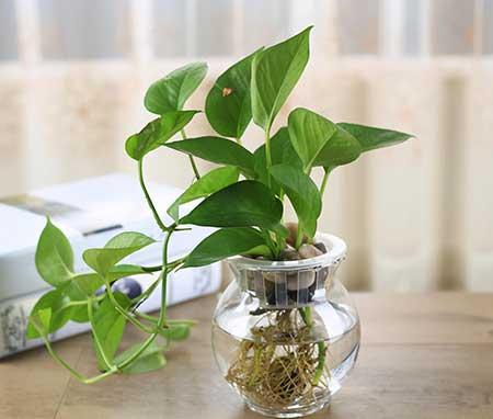 能在水里养的花