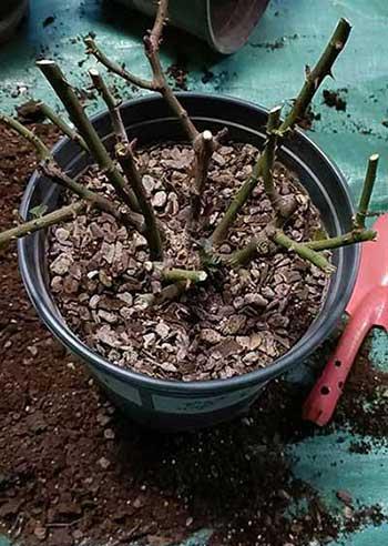 绿植养护管理