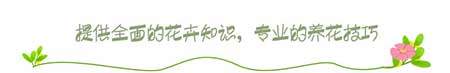 绿植吊兰怎么养殖方法