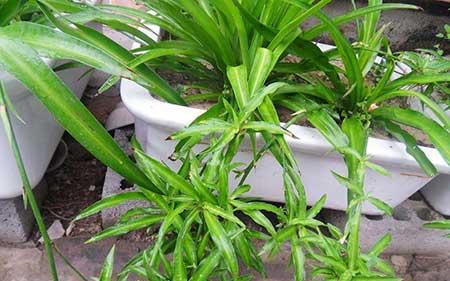 绿植吊兰怎么养殖方法
