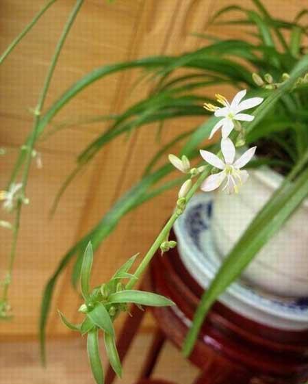 绿植吊兰怎么养殖方法