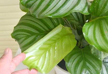 绿苹果植物怎么养