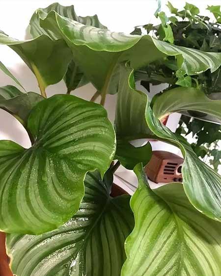 绿苹果植物怎么养