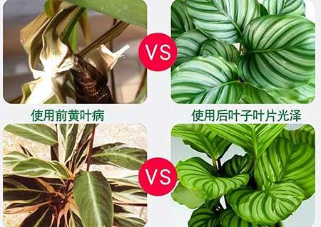 绿苹果植物怎么养