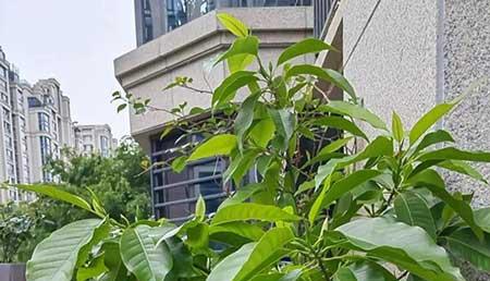 家里养什么花有香味