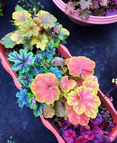花期长适合北方庭院养的花