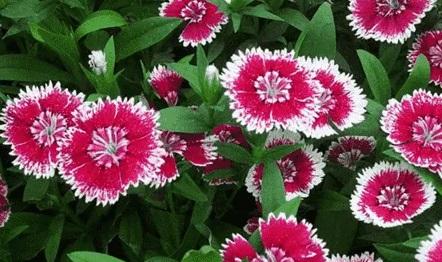 花期长适合北方庭院养的花