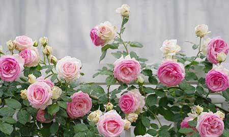 花期长适合北方庭院养的花