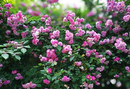 花期长适合北方庭院养的花