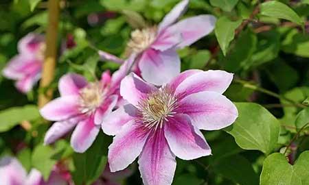 花期长适合北方庭院养的花