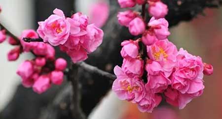 花期长适合北方庭院养的花