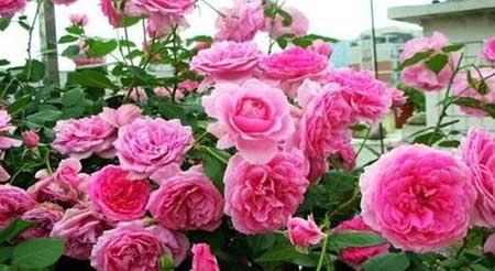 花期长适合北方庭院养的花