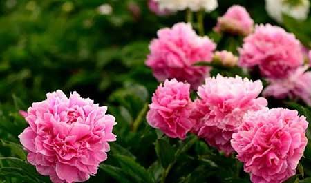 花期长适合北方庭院养的花