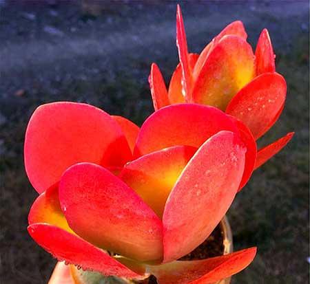 花卉唐印怎么养