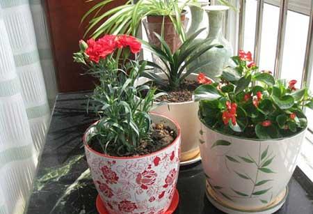 红掌花适合在家里养吗