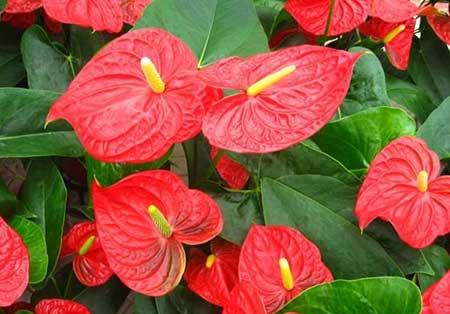 红掌花适合在家里养吗