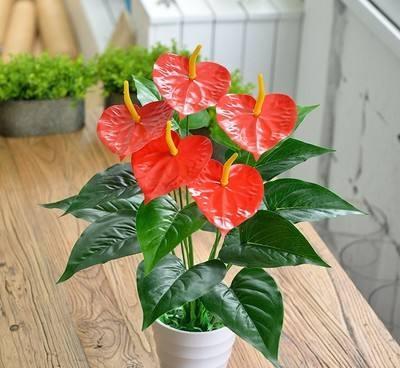 红掌花适合在家里养吗