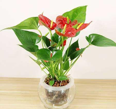 红掌花适合在家里养吗