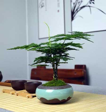 好养活的桌面绿植