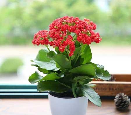 刚买来的花怎么养