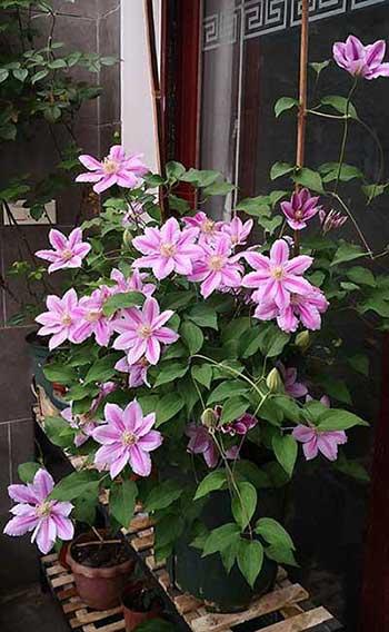 冬天养的花