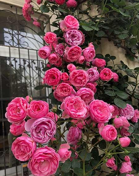 冬天养的花