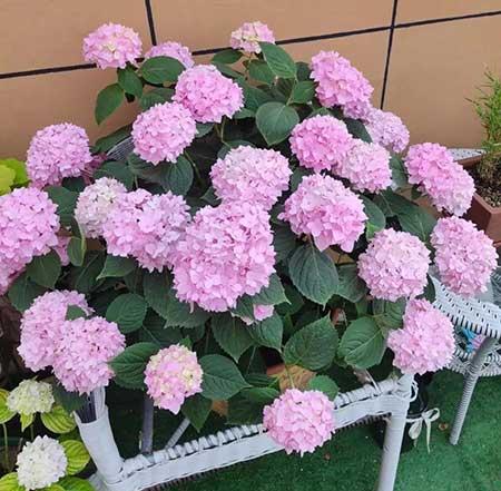 冬天养的花