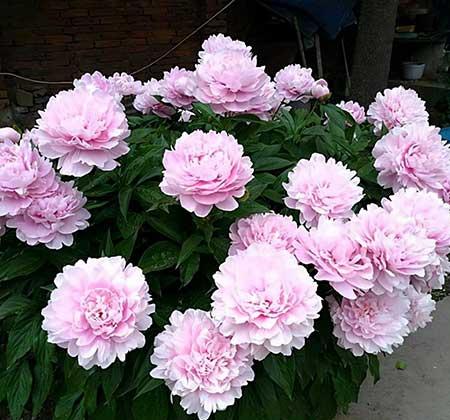 冬天养的花