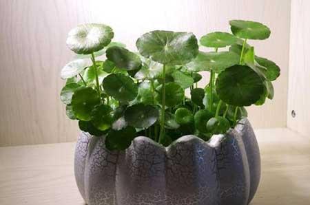 植物铜钱草的养殖方法