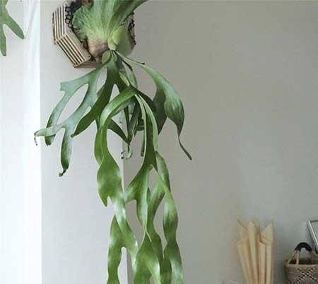 室内养多少绿植合适