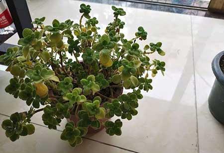 碰碰香盆栽怎么养
