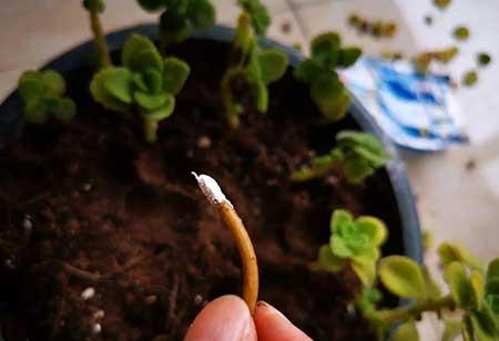 碰碰香盆栽怎么养