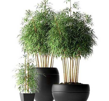 绿植竹子怎么养